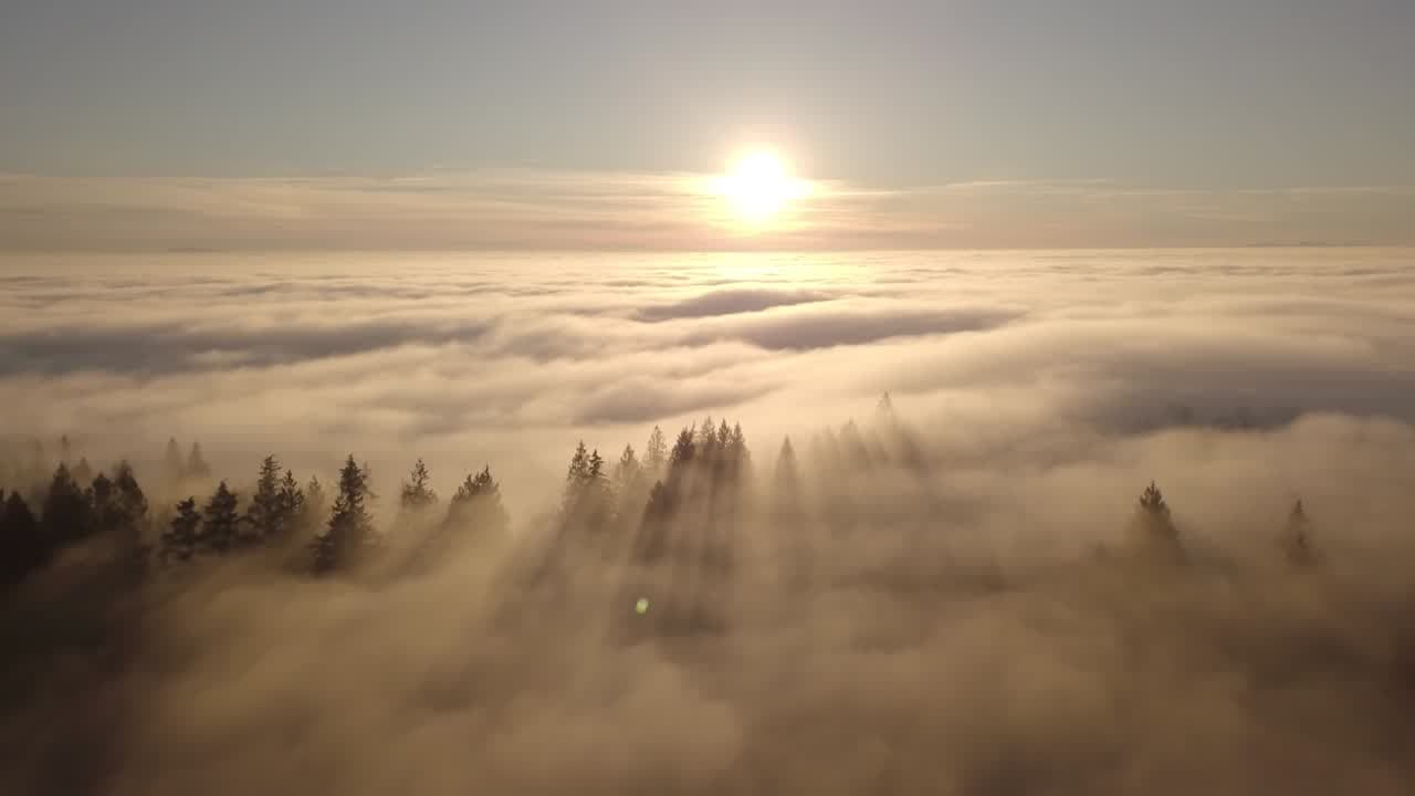 Sun rising over a forest covered in morning fog